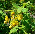 Mahonia fremontii