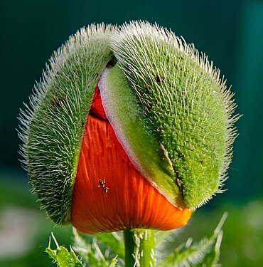 Emerging flower bud of the Oriental poppy (Papaver orientale)