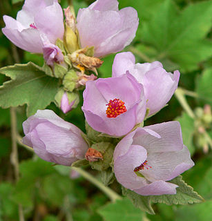 <i>Malacothamnus fasciculatus</i> Species of flowering plant