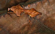 Malaysian Dead Leaf Mantis (Deroplatys lobata) (8737978059).jpg