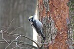 Thumbnail for File:Male three-toed woodpecker (49153399282).jpg