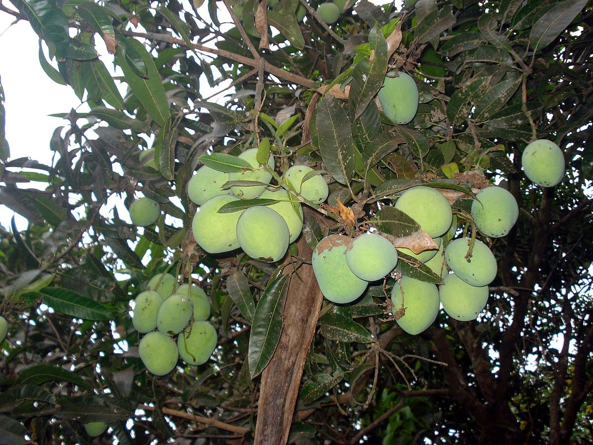 File:Mango - single.jpg - Wikimedia Commons