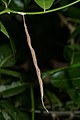 * Nomination Mantodea oothecae --Jkadavoor 05:09, 4 September 2016 (UTC) * Promotion Focus is slightly off near the top; consider increasing DoF a little bit. Otherwise the subject is sharp and the composition is good. --Peulle 22:26, 6 September 2016 (UTC)