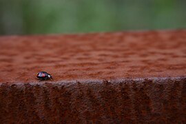 26.10.10 Marienkäfer auf Rost