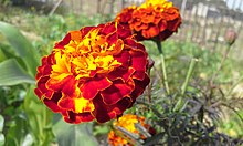 Marigold Flower 'Genda ful'.jpg