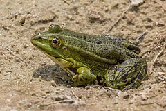 Marsh frog (Pelophylax ridibundus).jpg