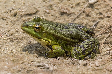 Marsh frog (Pelophylax ridibundus)