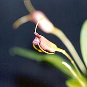 Masdevallia ventricularia