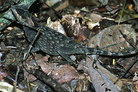 Masked Horned Tree Lizard (Acanthosaura crucigera) (7783905634).jpg