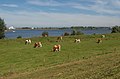 Maurik, meadows with cows nar the Eiland van Maurik