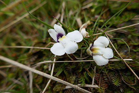 Mazaceae