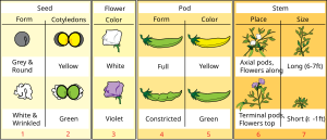 Gregor Mendel: Tiểu sử, Quá trình thí nghiệm, Tóm tắt kết quả thí nghiệm