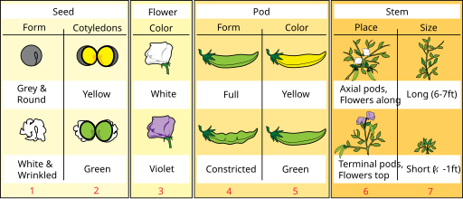 Mendel seven characters