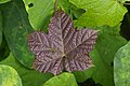 * Nomination Merremia vitifolia --Vengolis 01:45, 25 August 2017 (UTC) * Promotion Good quality. ~~~~