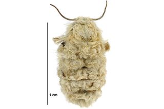 <i>Metacrias erichrysa</i> Species of moth