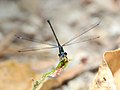 Thumbnail for File:Metallic Flatwing 3A6900 01.jpg