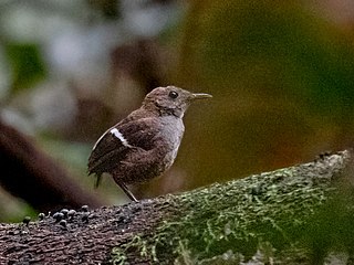 <span class="mw-page-title-main">Wing-banded wren</span> Species of bird