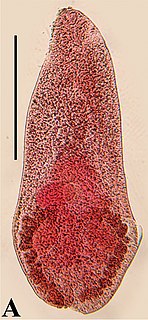 <i>Microphallus nicolli</i> Species of fluke
