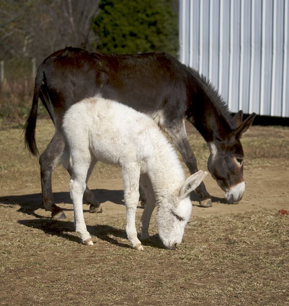 File:Mina at 1 month 3.jpg