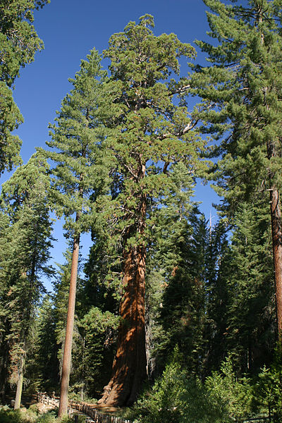 File:Mixed Sierra Nevada coniferous forest.jpg