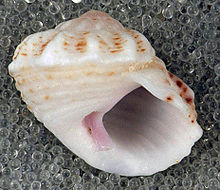 Modulus modulus (Atlantic modulus snail) (San Salvador Island, Bahamas) 2 (16190200492).jpg