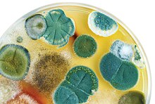 Mold - Wikipedia