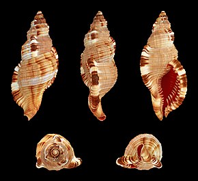 Descrierea imaginii Monoplex pilearis 01.JPG.