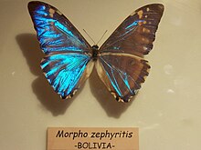 Morpho zephyritis.jpg