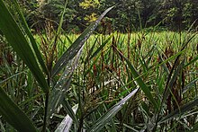 Moscow, VDNKh, wetland grass near the ponds (31554602305).jpg