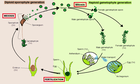 Alternating generations: Haploid gametophyte (top), diploid sporophyte (bottom)