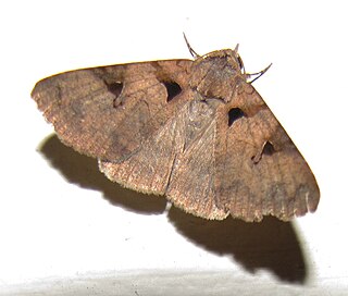 <i>Avatha discolor</i> Species of moth
