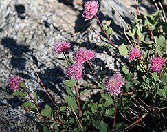 Mountain spiraea (Spiraea densiflora) flower clusters