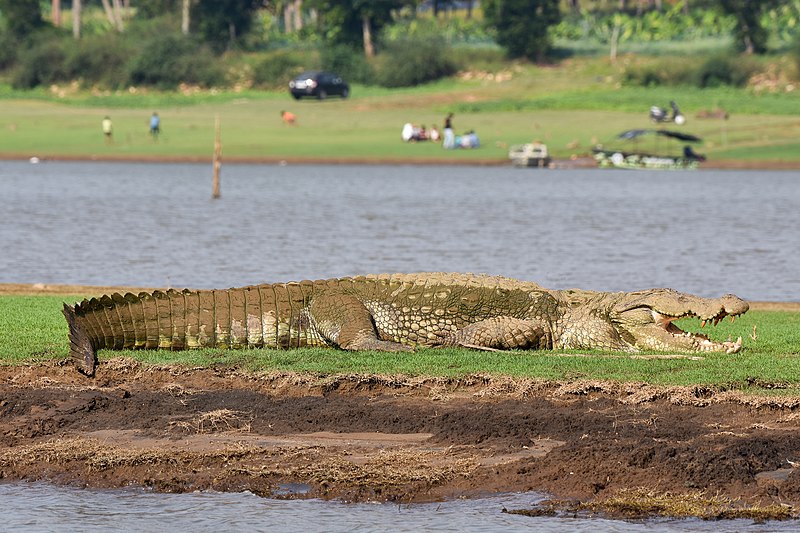 File:Mugger Crocodile Full Right Side Sunning Kabini Apr22 D72 23644.jpg