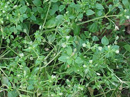 Vogelmuur (Stellaria media)