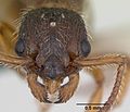 Myrmica hirsuta casent0172757 head 1. jpg