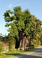 English: grave oak Deutsch: Grabeiche