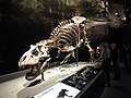 Tyrannosaurus rex Trix fossil in its permanent exhibition room