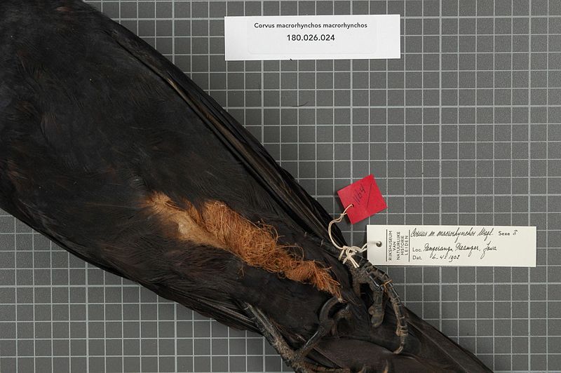 File:Naturalis Biodiversity Center - RMNH.AVES.47167 1 - Corvus macrorhynchos macrorhynchos Wagler, 1827 - Corvidae - bird skin specimen.jpeg