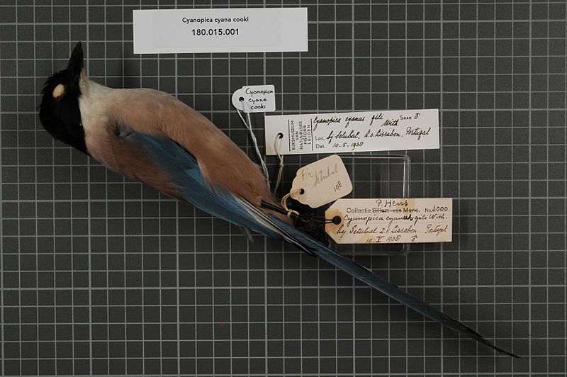 File:Naturalis Biodiversity Center - RMNH.AVES.56336 1 - Cyanopica cyana cooki Bonaparte, 1850 - Corvidae - bird skin specimen.jpeg