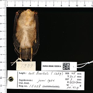 Naturalis Biodiversity Center - RMNH.MAM.15058.b ven - Rhinolophus celebensis javanicus - skin.jpeg