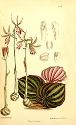 Thumbnail for Nervilia plicata