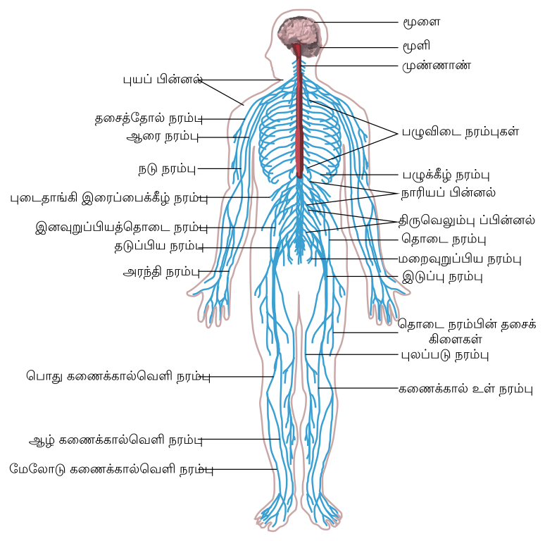 File:Nervous system diagram-ta.svg - Wikimedia Commons