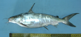 <span class="mw-page-title-main">Giant catfish</span> Species of fish