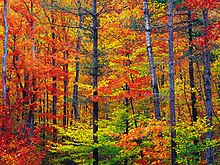 Autumn in New Hampshire, United States New hampshire colors.jpg
