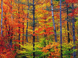 320px-New_hampshire_colors.jpg
