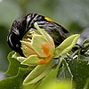 Newhollandhoneyeater.jpg