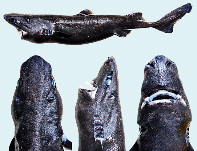 Ninja lanternshark - Wikipedia