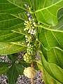 Le Morinda citrifolia, dont le fruit est consommé cru.