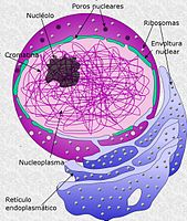 Estructura del núcleo eucariota