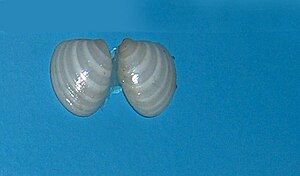 Amêijoa grande (núcleo Nucula)